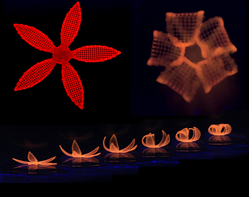 Novel 4D Printing Method Blossoms From Botanical Inspiration