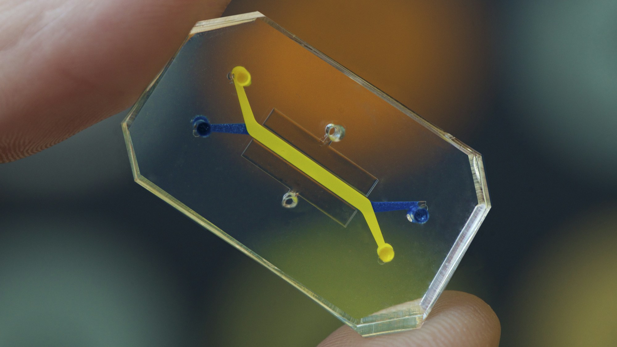 organs on chips