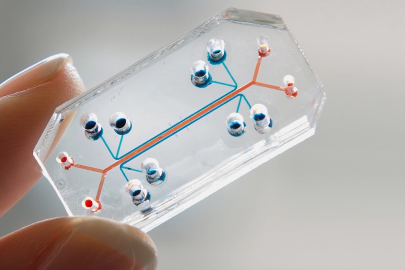 Human Organs-On-Chips