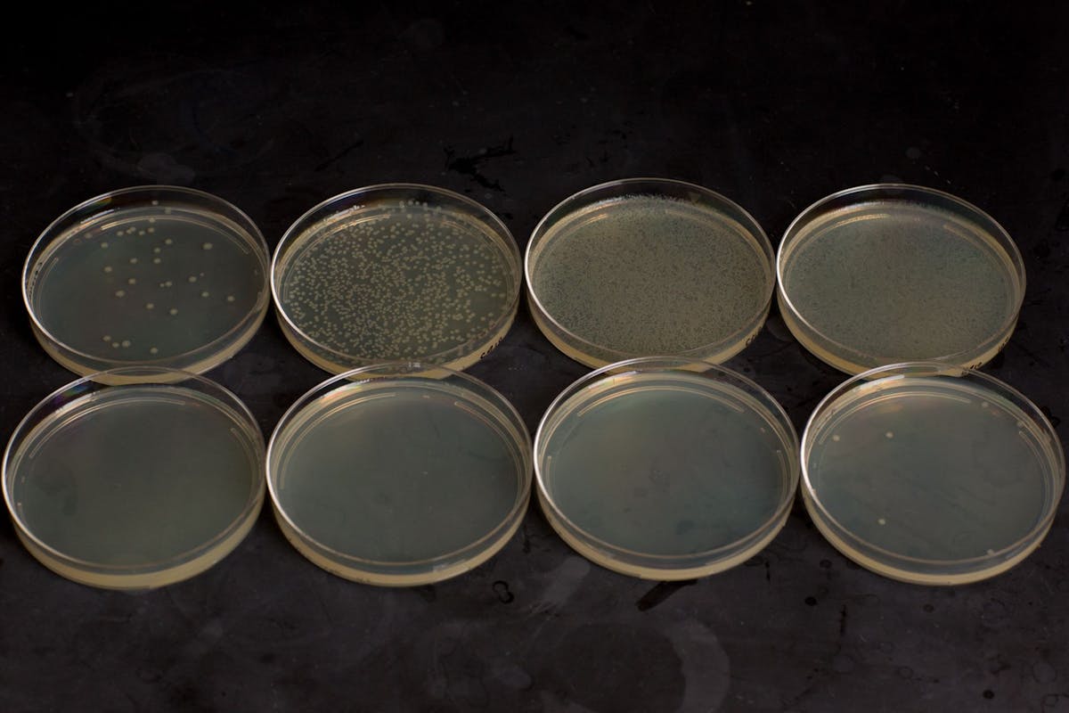 This image shows the growth of an E. coli strain with the temperature-sensitive “Cryodeath” kill switch integrated into its genome. At 37°C, the kill switch is kept OFF, allowing the bacteria to grow at four different dilutions (the lowest on the most left and the highest on the most). However, at 22°C, it is turned ON, rapidly killing the bacteria at the same dilutions. Credit: Wyss Institute at Harvard University