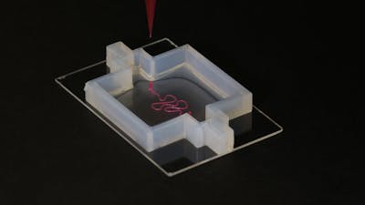 09/15/2016 Cambridge, MA. Harvard University. This image shows a custom designed 3D printed nephron used in kidney tissue research, which is conducted by Dr. Kim Homan and Dr. David Kolesky, both members of Professor Jennifer Lewis's laboratory at Harvard University. Lori K. Sanders/Harvard University