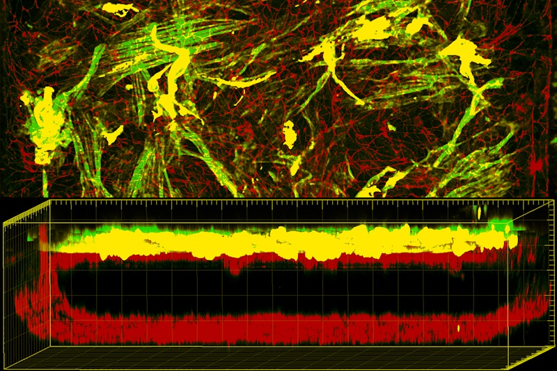 Enhanced Human Blood Brain Barrier Chip Performs In Vivo -