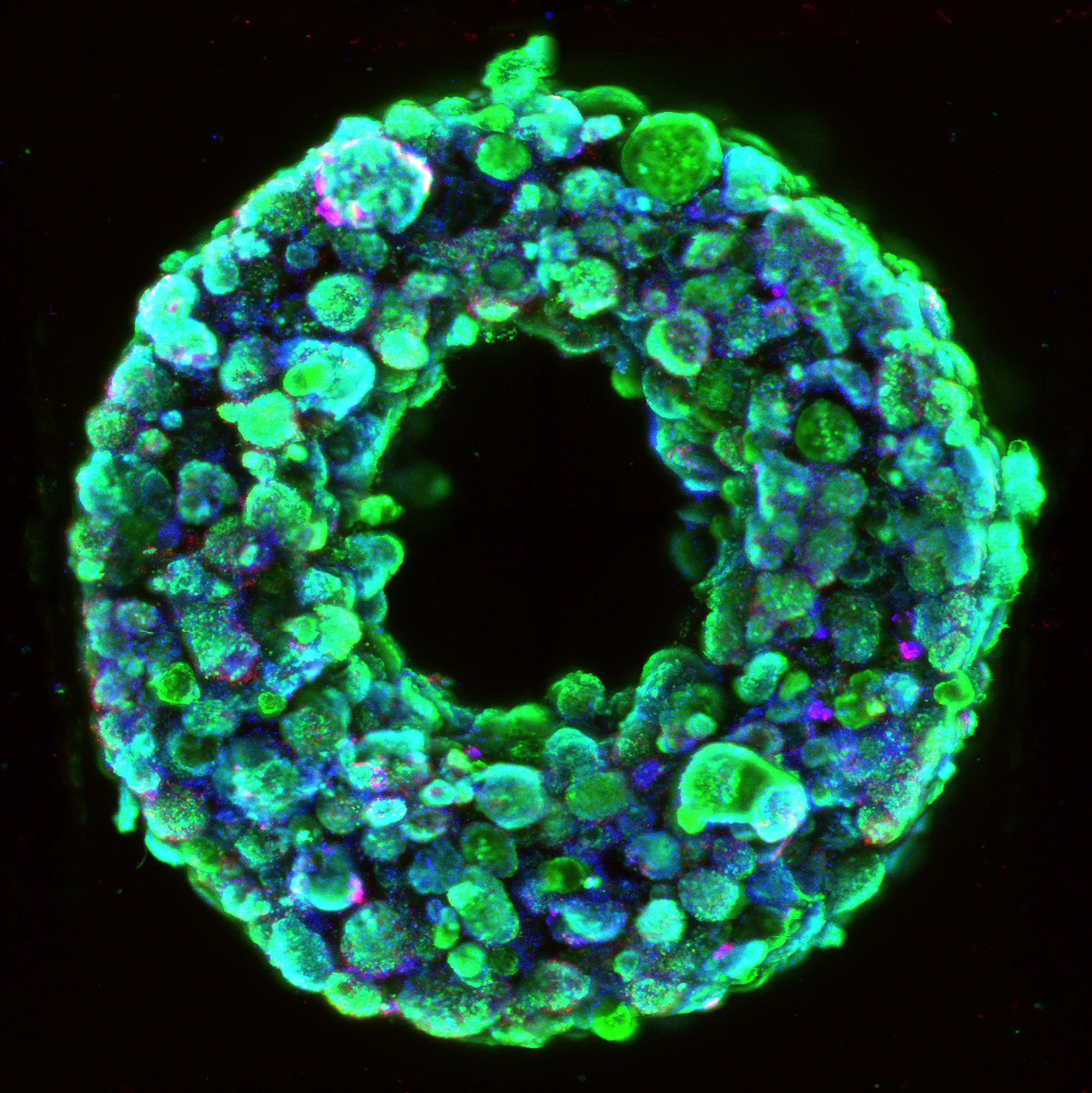 Unity Tissue 3D Bioprinting of Living Tissues
